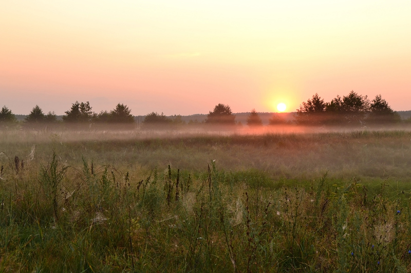 Розовый рассвет