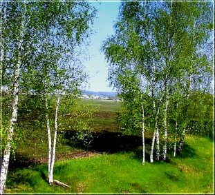За окном берёзки
