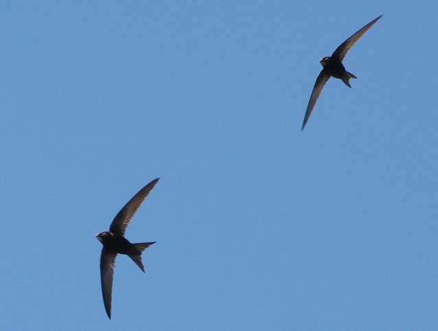 Стихи и проза