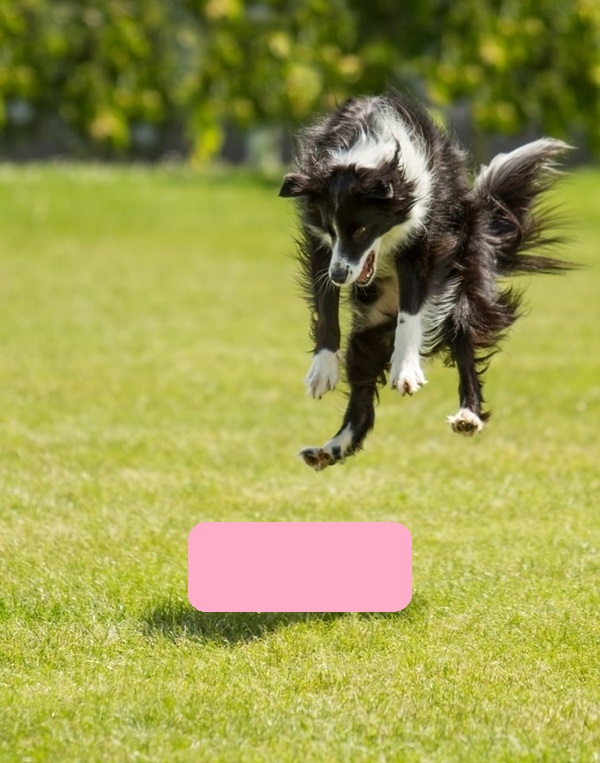 Скупаются на вес собачьи шкуры