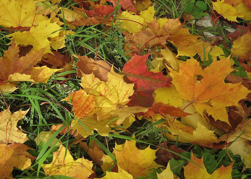 люблю я осень