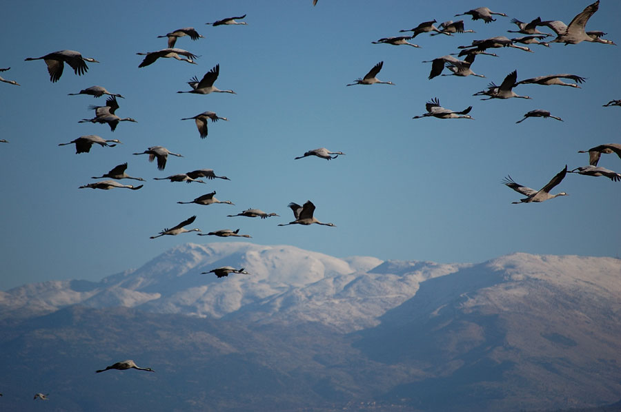 Птицы летающие на юг. Перелетные птицы Сочи. Перелетные птицы Таджикистана. Птицы улетают. Стая птиц.