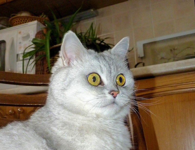 Рассказ кота!