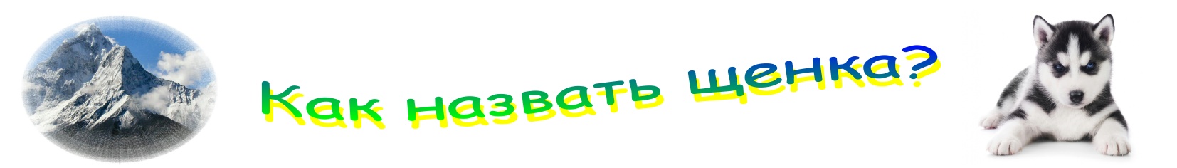 Как назвать щенка?