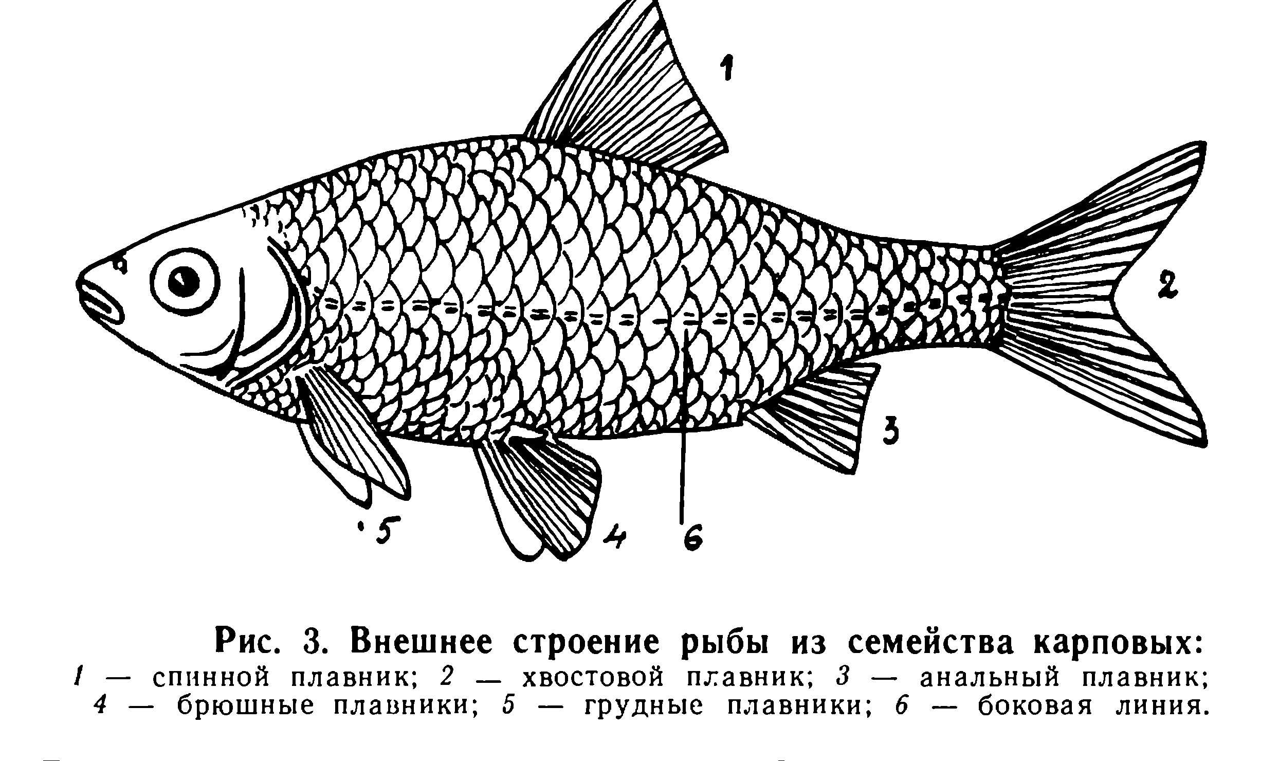 Класс рыбы плавники