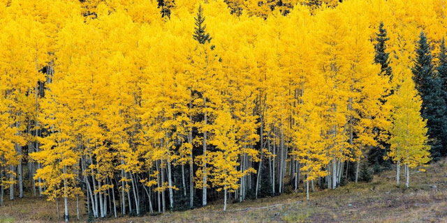 Рыжая осень