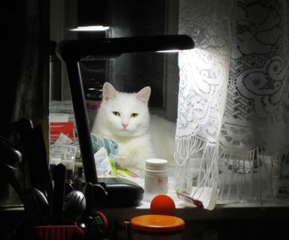 Белая кошка. Моей кошке Муке
