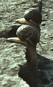 Что за инопланетяне...