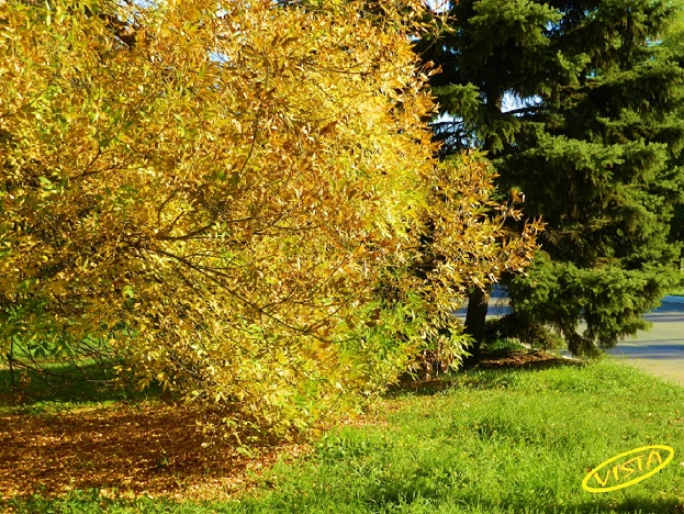 Богиня Вечной Красоты