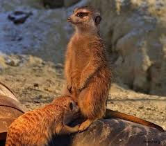 доброволец...