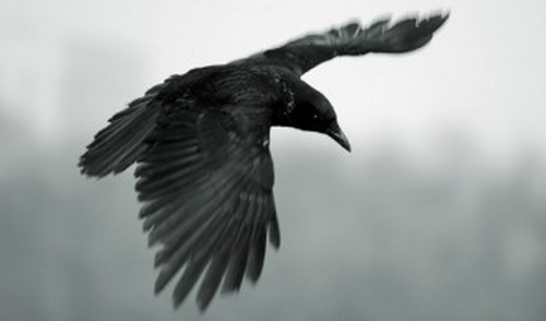 Phantom и ворона