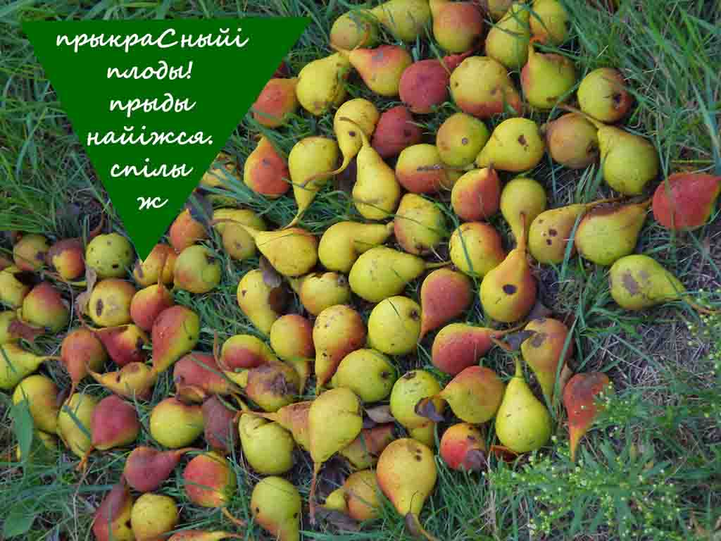 Наитие потскажэ ж,