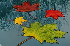 Дождливый октябрь