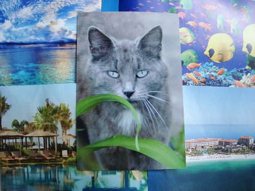 Осенние сны