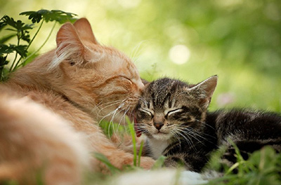 Диктат материнства