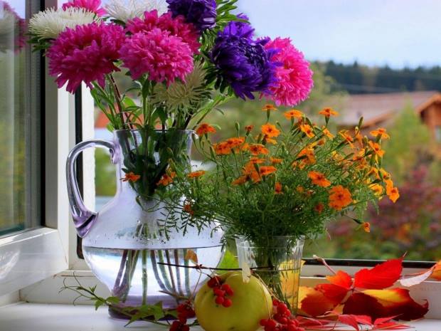 Премудрость