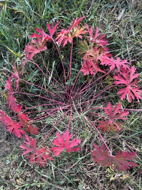 В кострище листьев наступлю опять душою