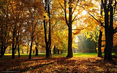 Лес осенний меня встретил...