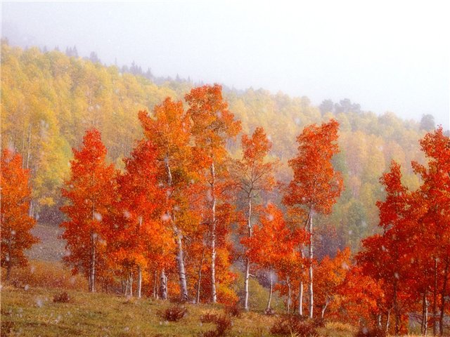 Осенняя жёлтая нива...