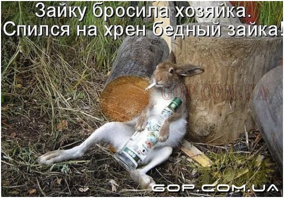Заяц и кружка пива рецензия