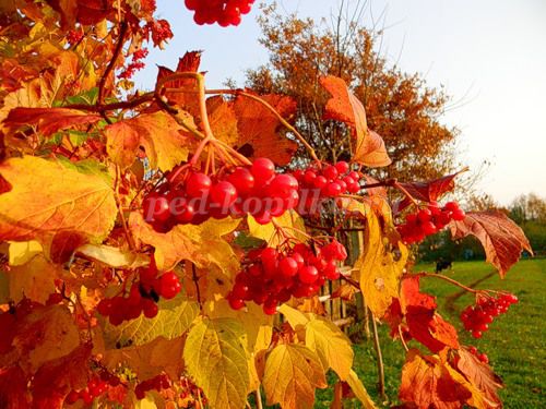 Здравствуй, осень!
