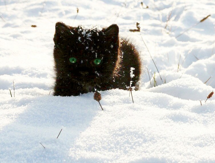 Сидел котёнок на снегу