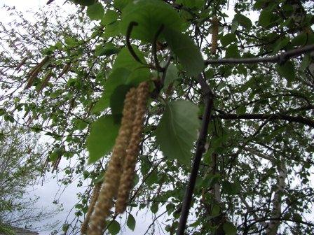 все шуршит и шуршит ветер