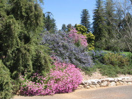 Цветущий Август