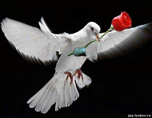 2497 Зной страсти сонет 2