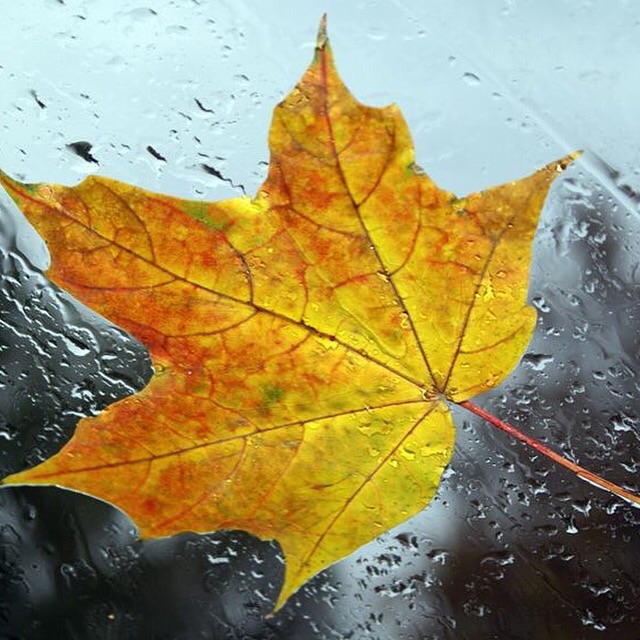 Плакал Дождик у порога