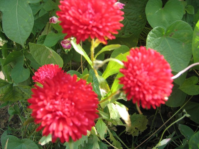 Ах, как красив еще мой палисад...