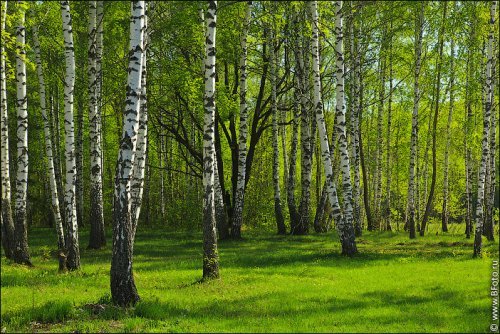 Спят в тиши берёзы