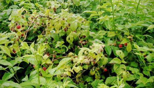 Исцарапались