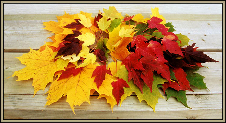 https://stihi.ru/pics/2016/10/06/3672.jpg