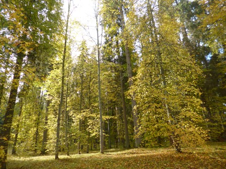 Золотая душа