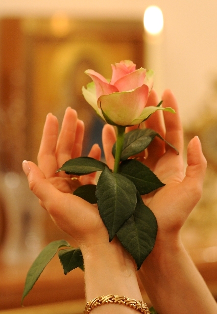 Прекрасная роза в прекрасных руках