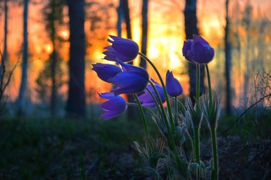 Голубой цветочек