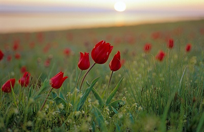 В поле алели тюльпаны