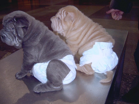 Где подевались все пи-пи? пародия на рекламу