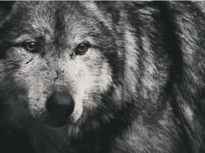 Считалочка для взрослых