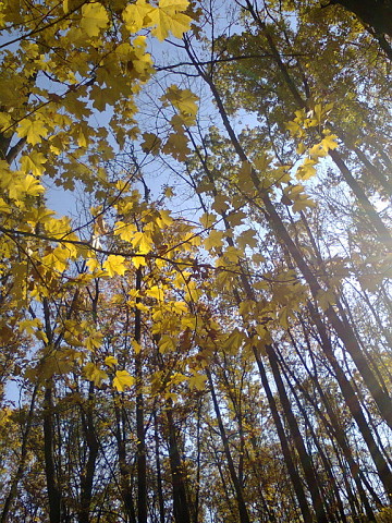 Стук дятла...