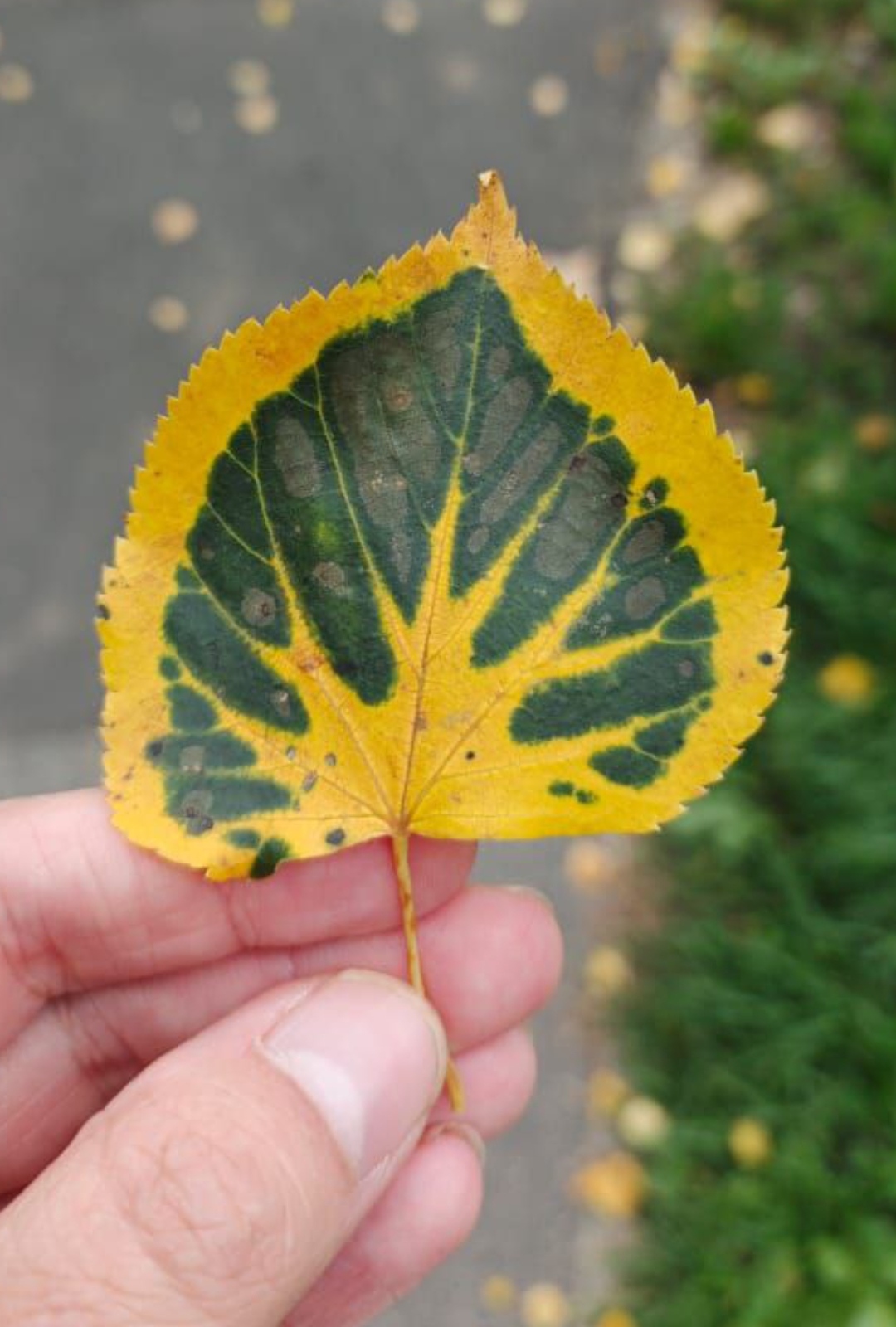 Золотая осень