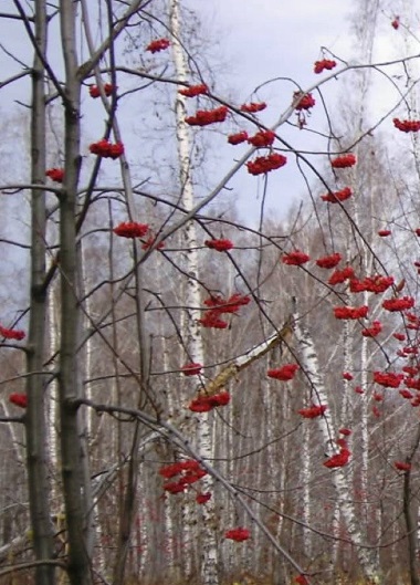 Горький плод