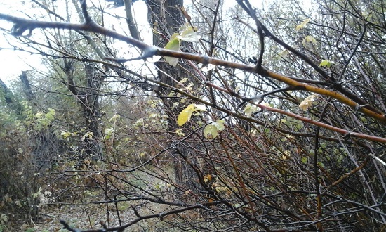 Роняет клён последнюю листву