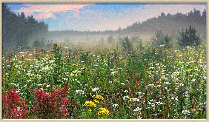 Милые осенние цветы! 2 стих