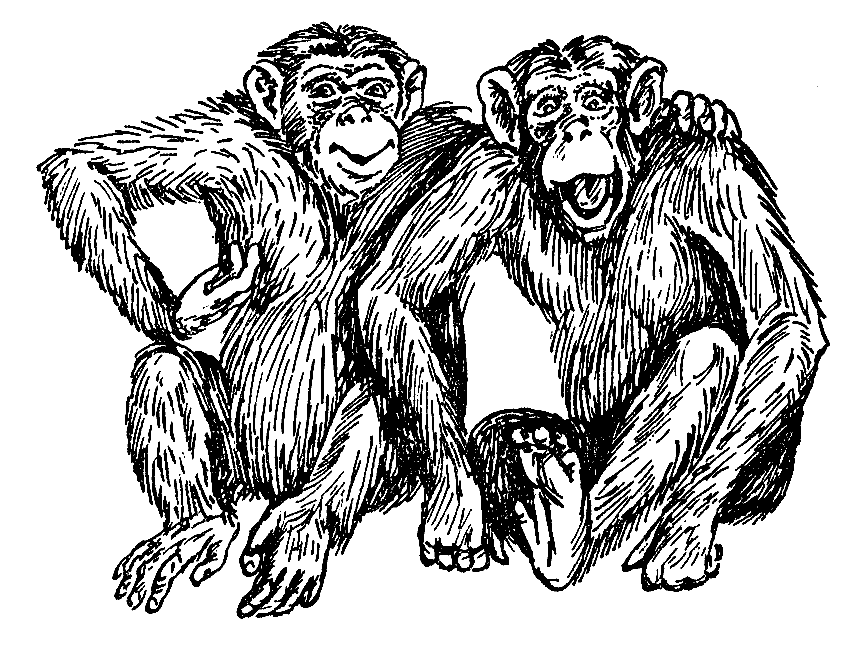 Урок обезьяны