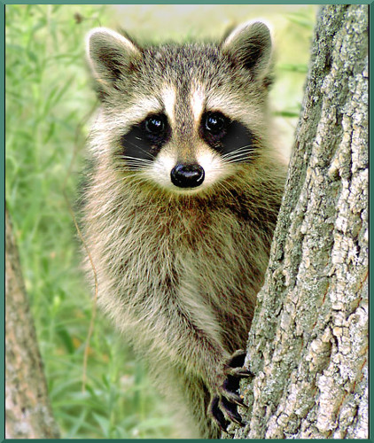 Загадка - Енот. Василий Пузырёв