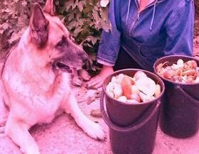 2519 Побудка сонет