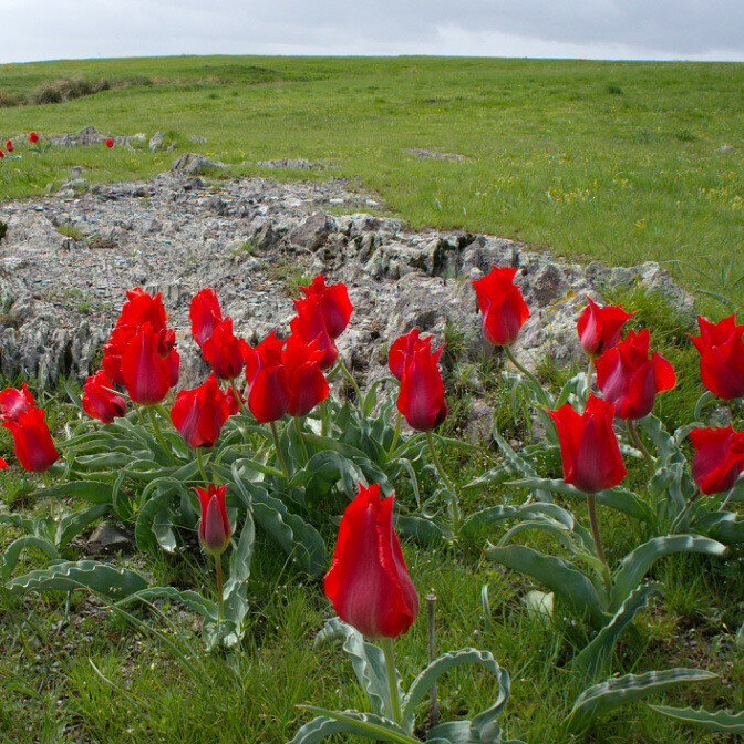 В степи тюльпаны зацветут опять