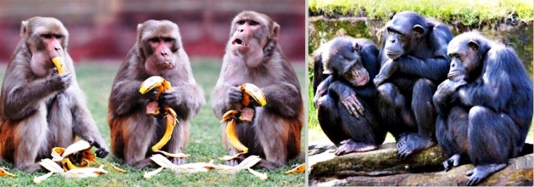 СПИД и обезьяны